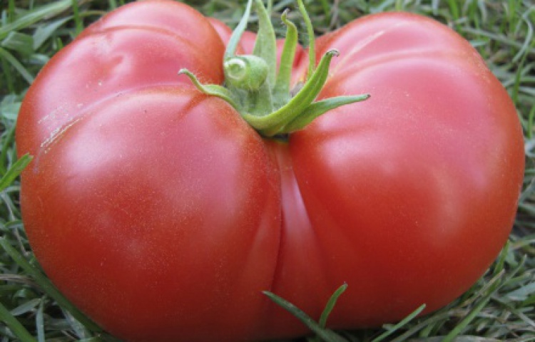 Zdrava rajčica