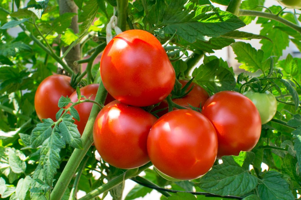 Uzgoj rajčica