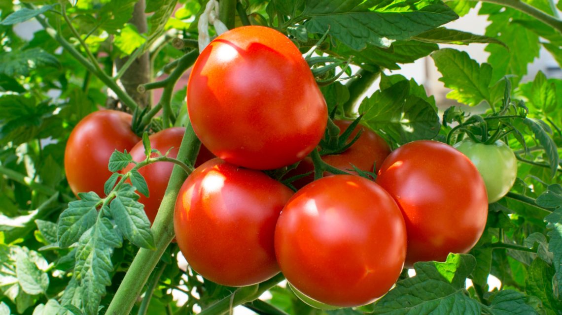 Uzgoj rajčica